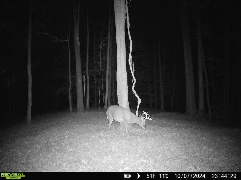 Trail Cam.30
