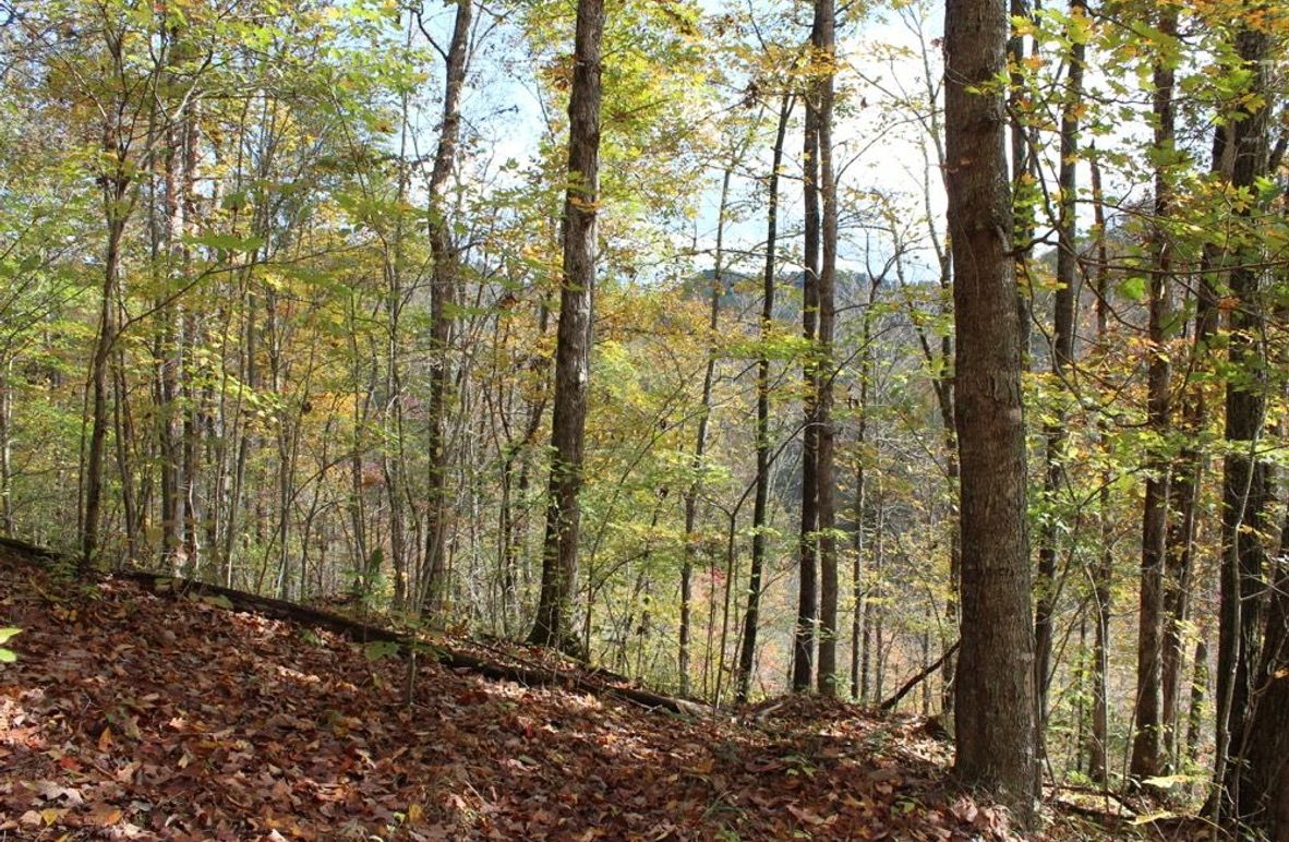 003 finger point of maples and hardwoods off of west ridge