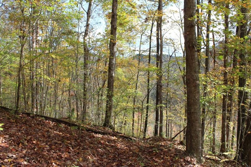 003 finger point of maples and hardwoods off of west ridge