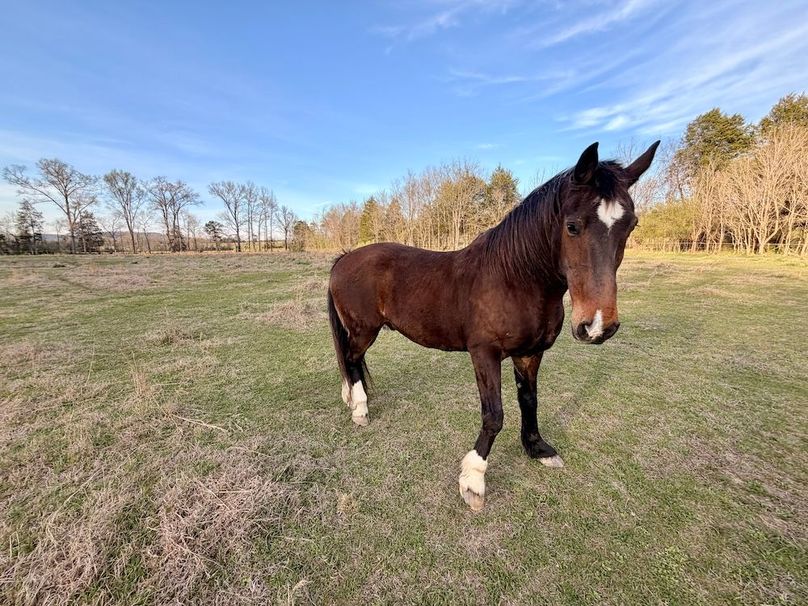 Meigs 113 NATH Homestead _017