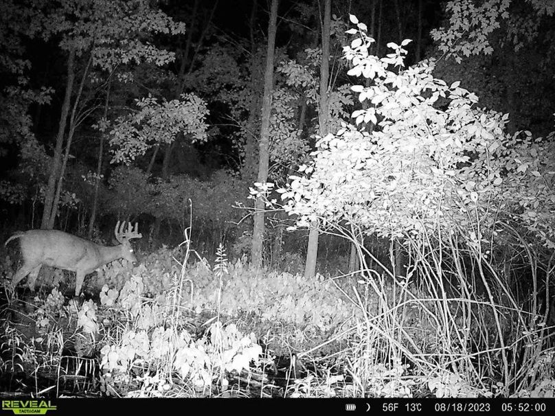 deer Cam 5