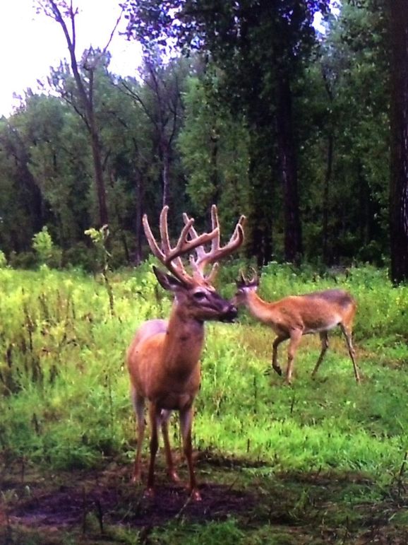 TRAIL CAM 1