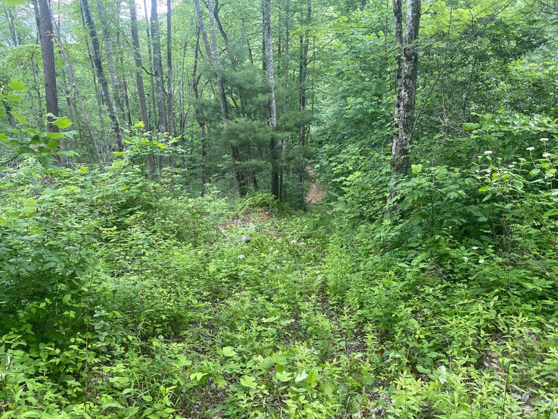 Swain 39 Tysinger-26