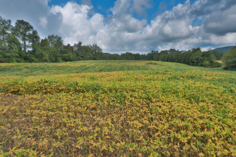 014 2nd entrance bean field