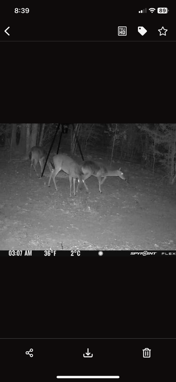 New Trail Cam 3