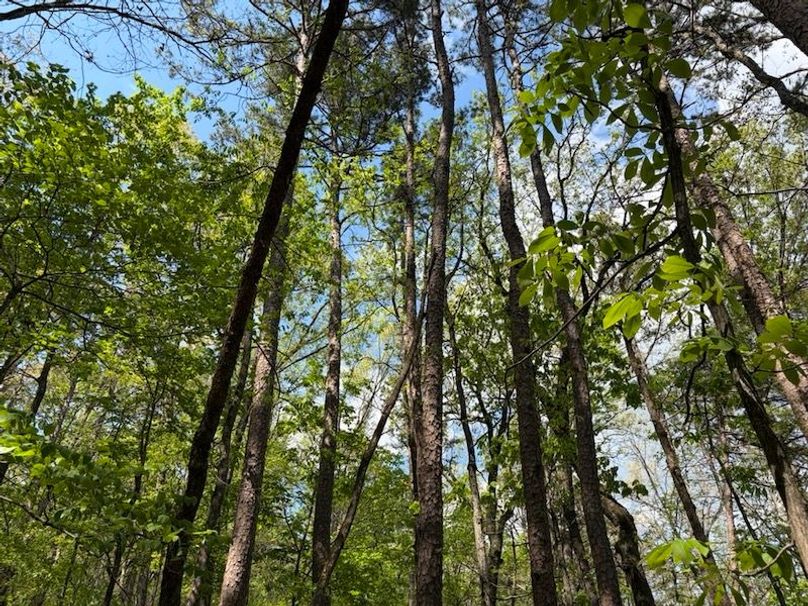 9BEF8C53-8C55-446E-B15E-9333B4573136_1_105_c