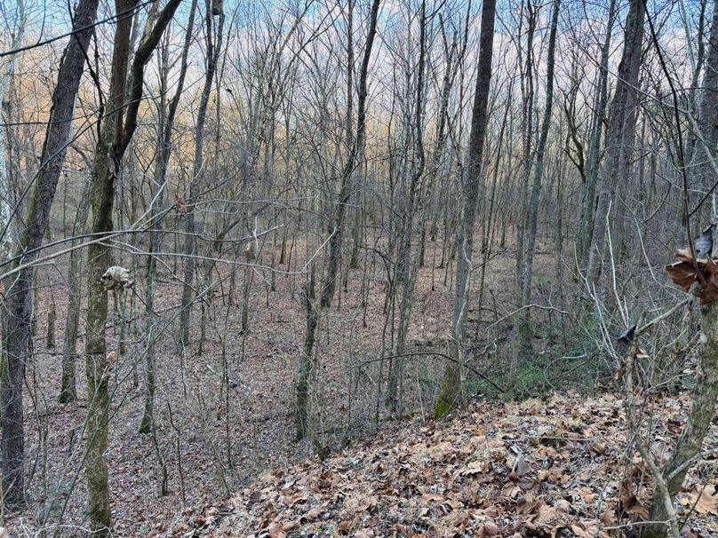 023 nice view from the trail looking over the creekbottom-2
