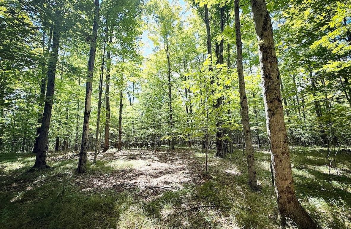 Tioga NY 64 Shores 1