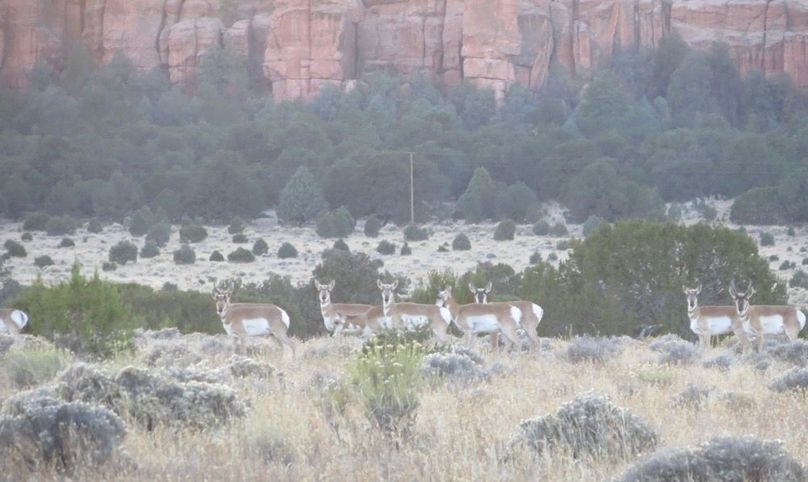 Pronghorn group 4