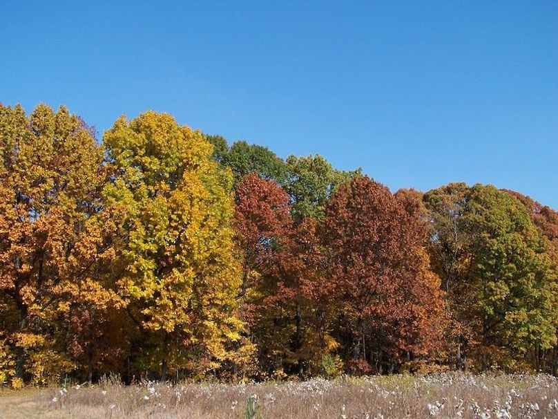 Fall Colors (5)