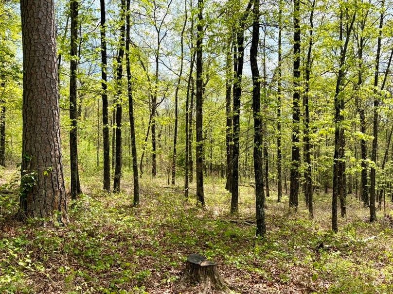 32A2BD03-C909-4EBF-940E-4F6A39B68F64_1_105_c-2