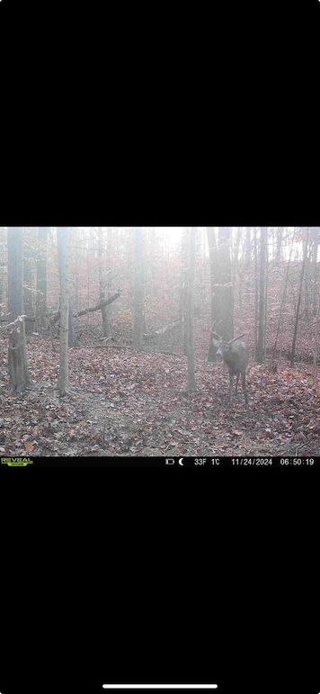 trailcam19