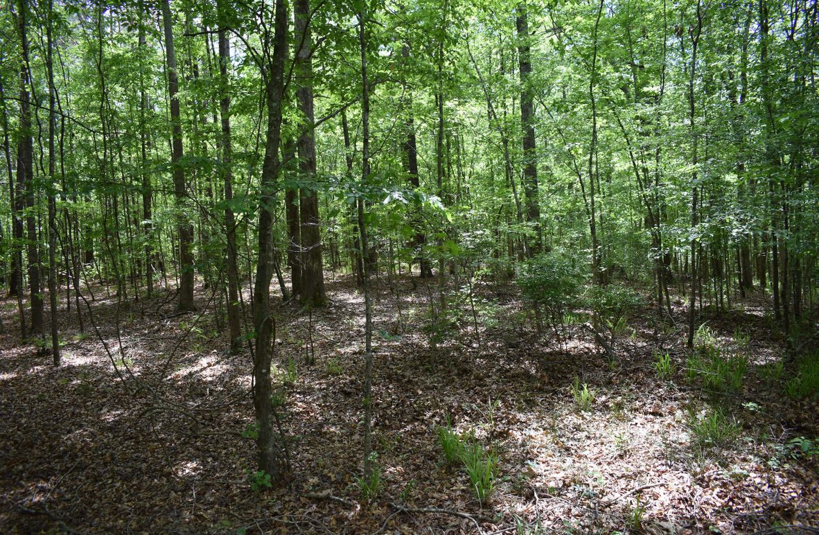 1- wooded lot
