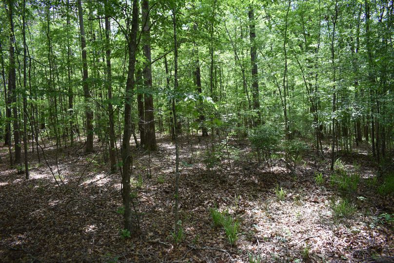 1- wooded lot