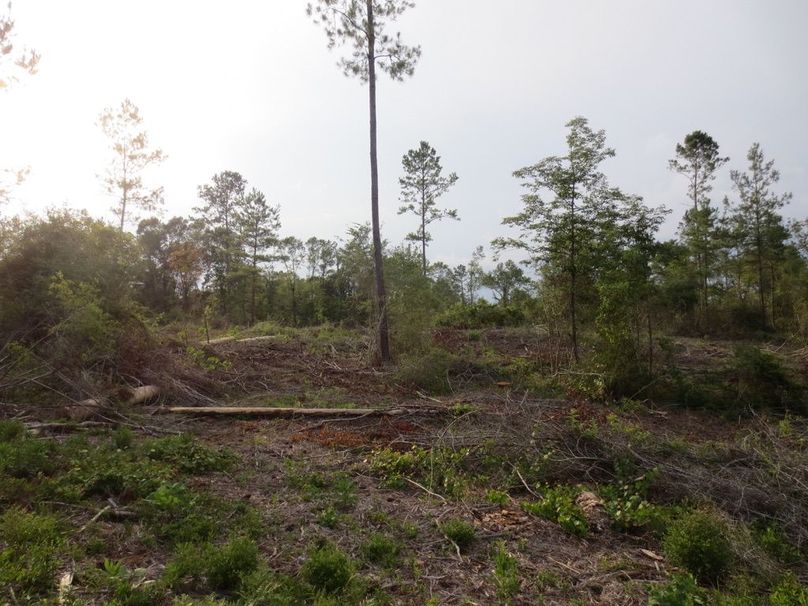 98DBDC5F-24B6-488E-BEED-3B5D31504C45_1_105_c