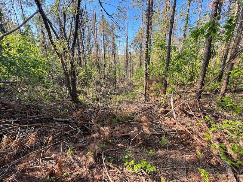 Tallahatchie 44 Newman (Crowden) Wide-17