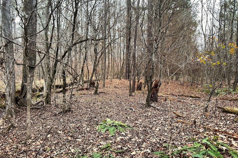 21 Woods