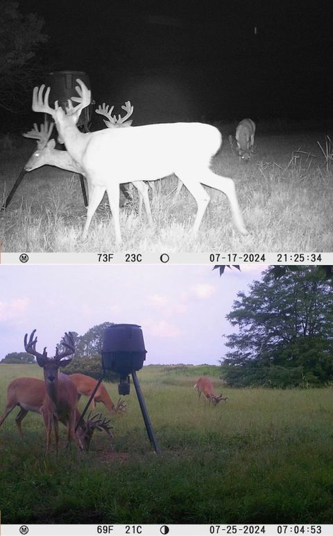 Trail Cam 1