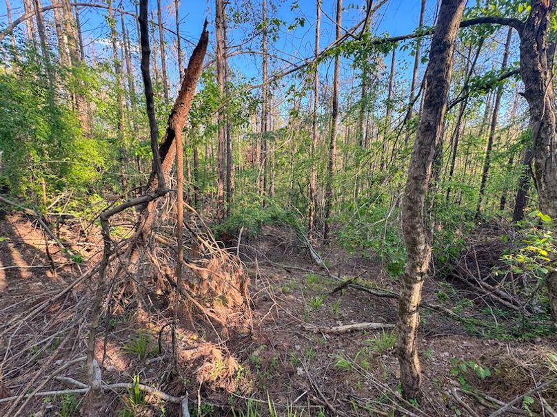 Tallahatchie 44 Newman (Crowden) Wide-35