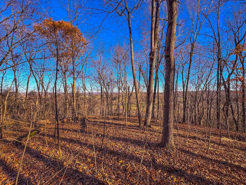 Pleasants_Wood 169.97 AC Cokeley-73