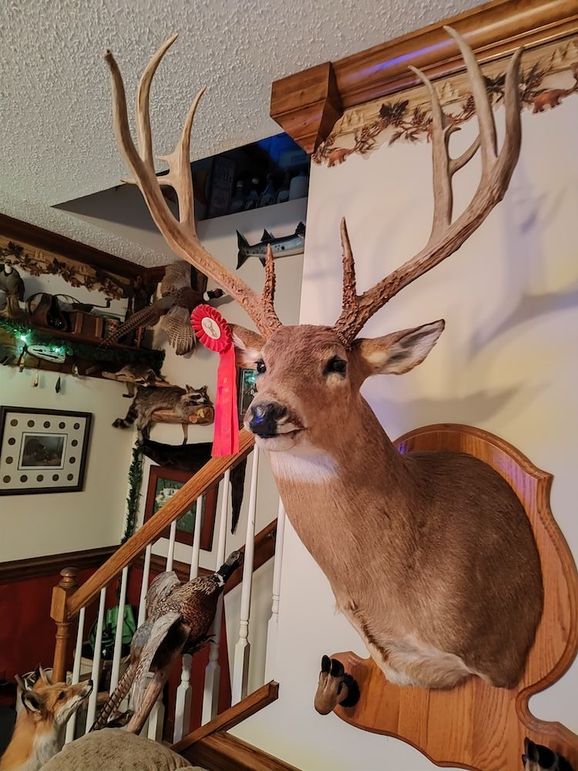 51 trophy buck