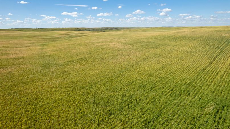 #1 low-view-spring-wheat