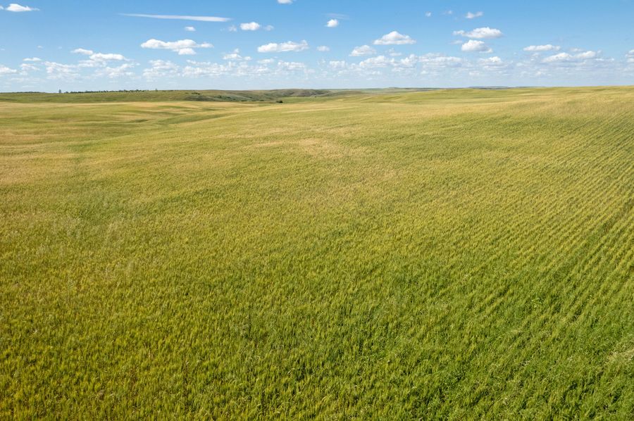 #1 low-view-spring-wheat