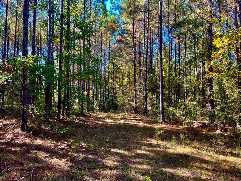 88FF308D-843B-403D-B47B-110F134AB938_1_201_a