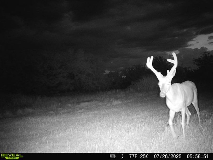 868032067191118-100-4-07262025055850-W1001155