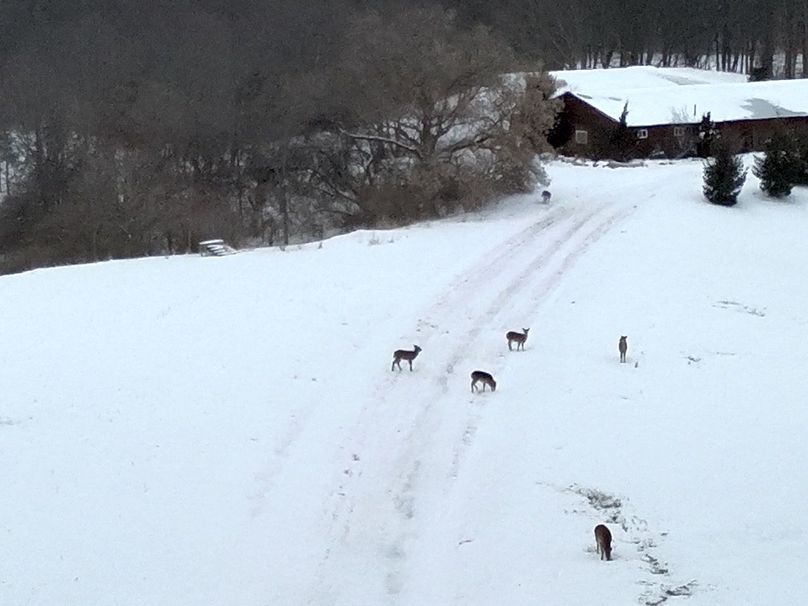 Copy of Tract 1 Deer in Front of Lodge Large