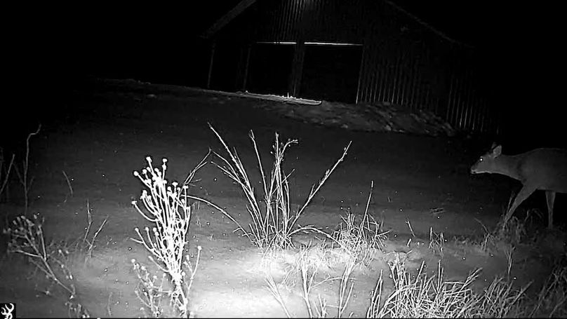 Juneau 27 Wiesner -119