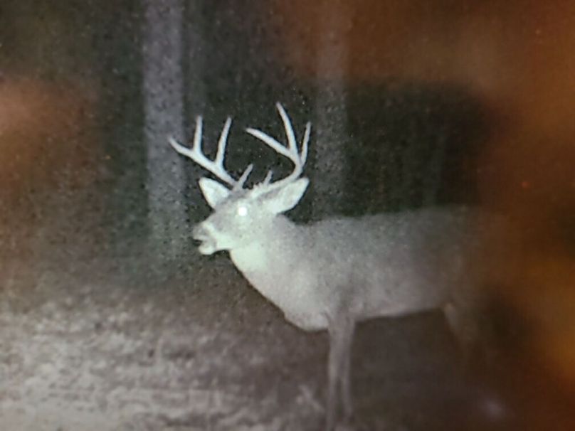 trailcam2