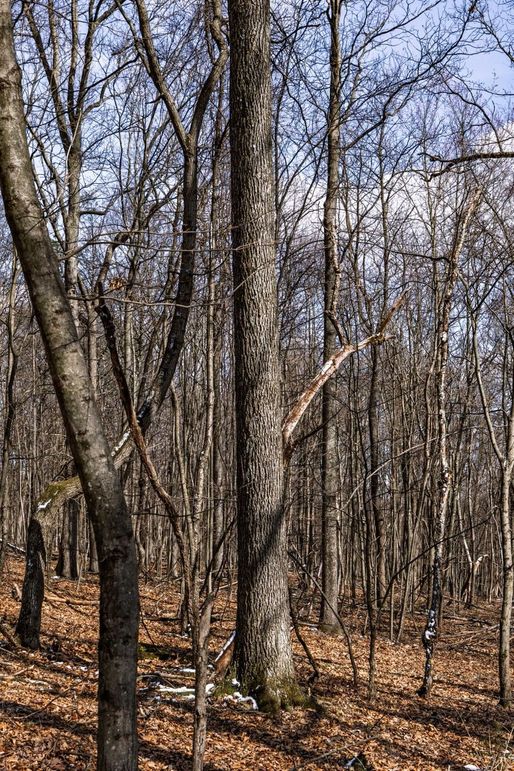 37-web-or-mls-IMG-37