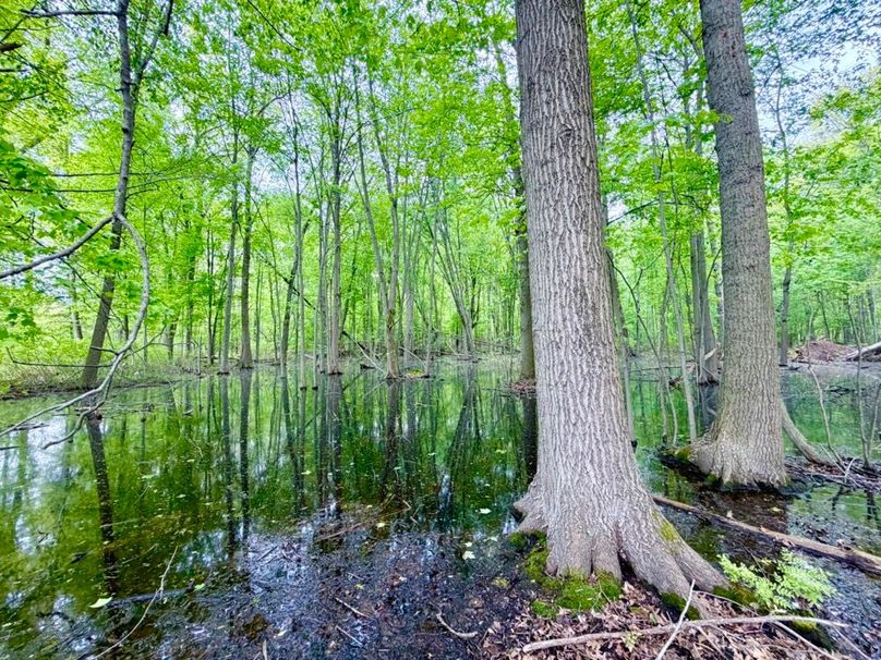 SW Vernal Pond