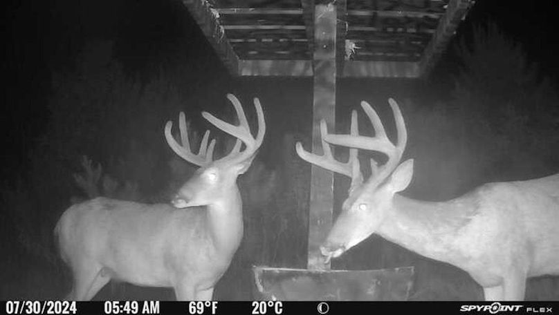 trail cam 3