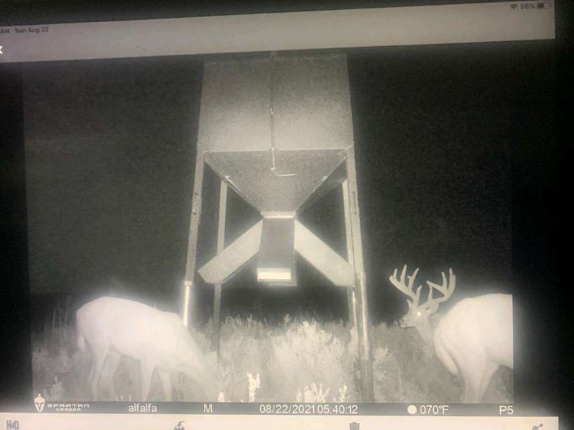 pulse-image-1658112845791