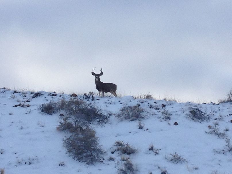 Mule deer buck in snow