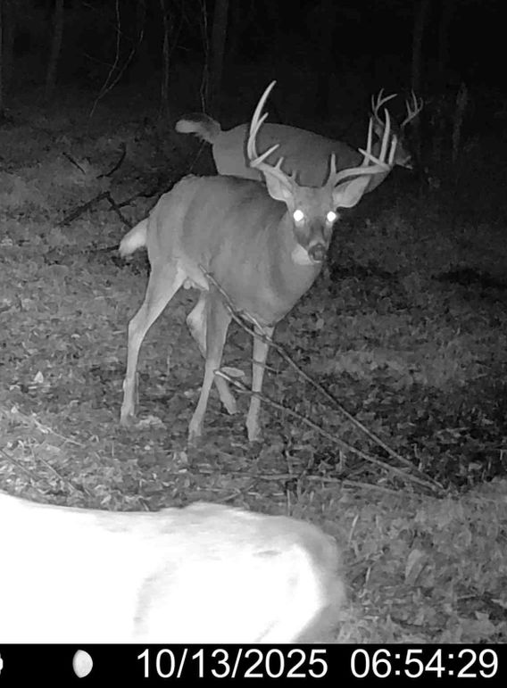Deer 2