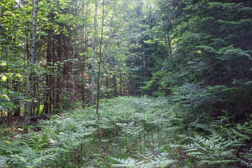 Chippewa85Knowles-5747