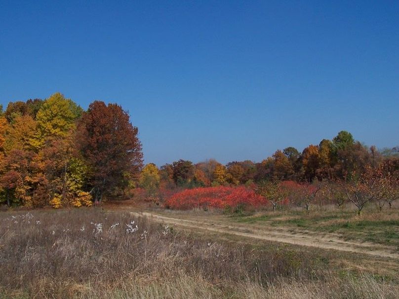 Fall Colors (4)