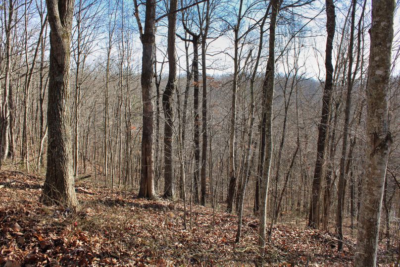 029 more nice hardwoods throughout