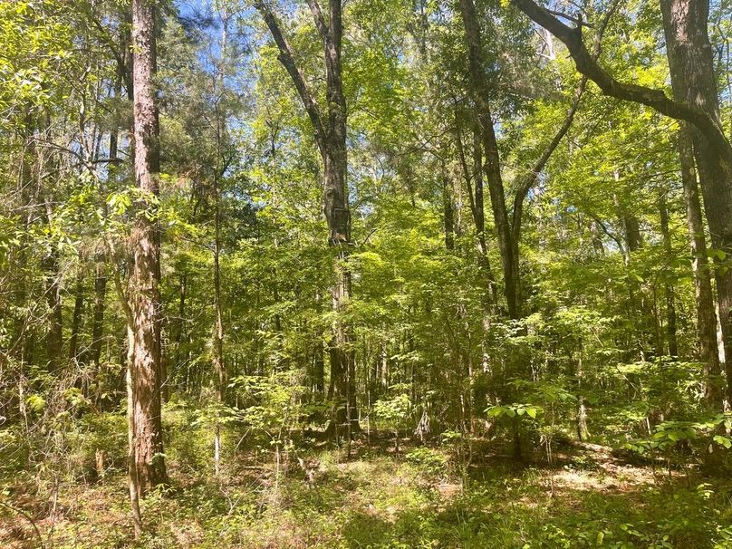 13091350-21ED-49C6-A584-AE9B1FE5D386_1_105_c