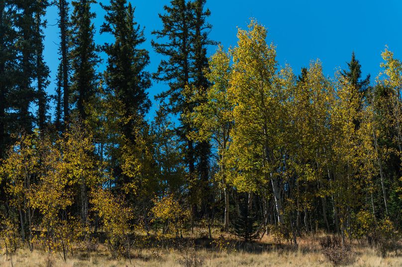 Park Co 35.37 Bowling - 018 Quaking Aspens(1)