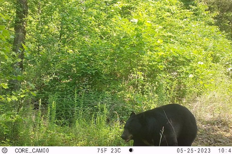 bear pic1