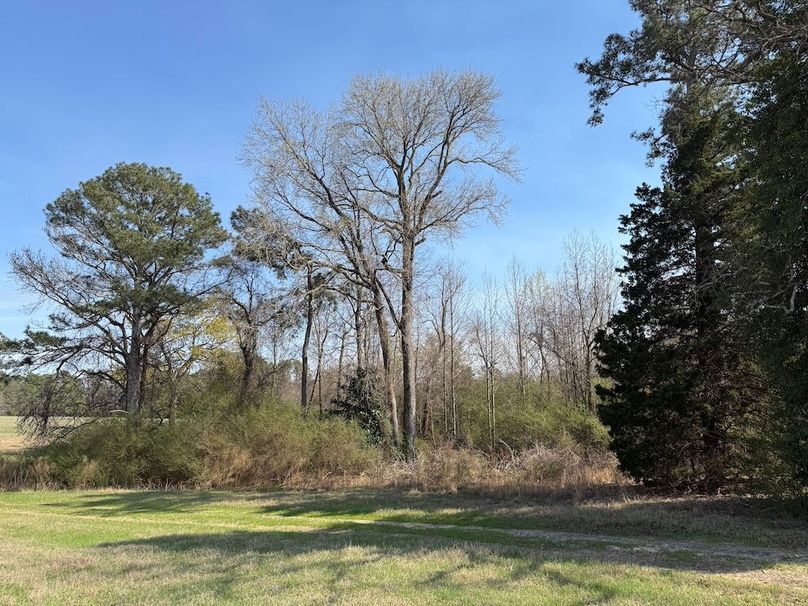 11 - trees along road