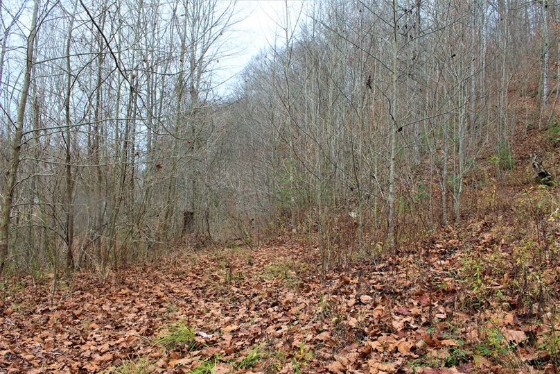 014 one of just many nice forested roads leading around the property