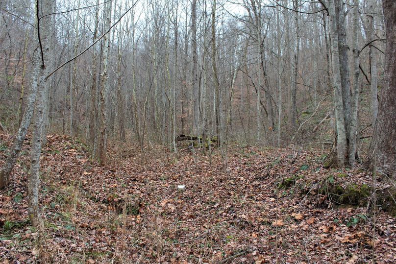 022 where the old home stead use to sit in the center of the property before the cabin or home seat was cleared