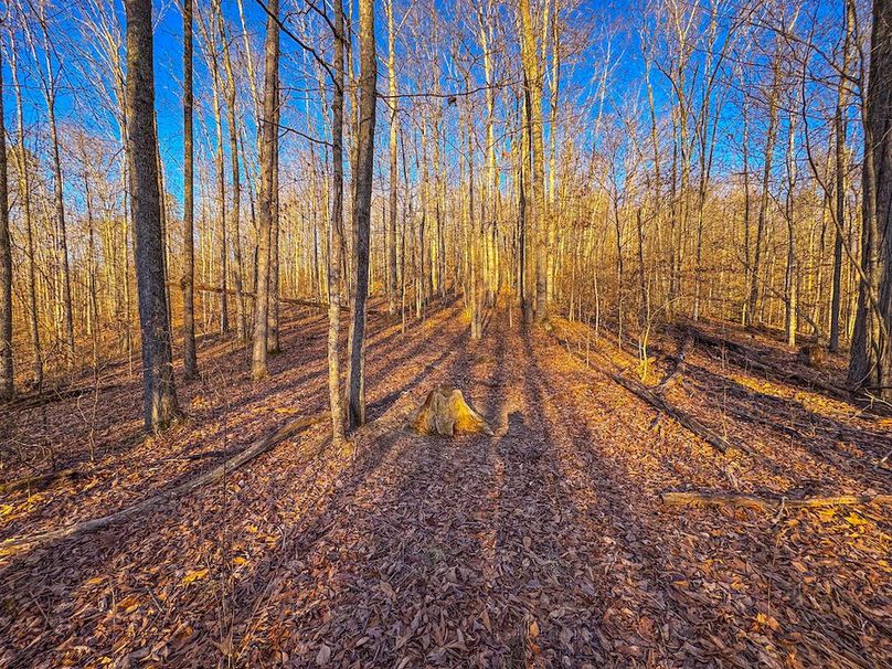 Roane, WV 100.12 AC Tree Line-62