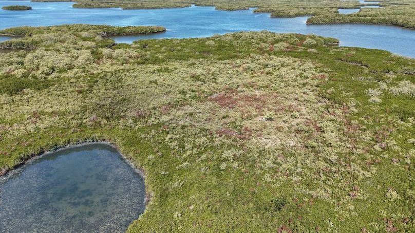 17.17ac, Citrus, Josiah Ronco01