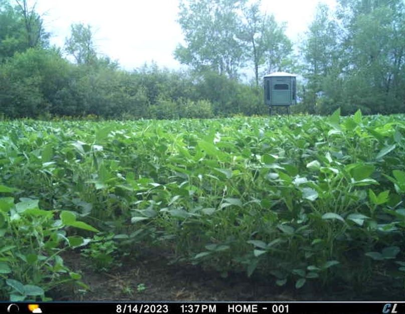 August 2023 Beans (House)